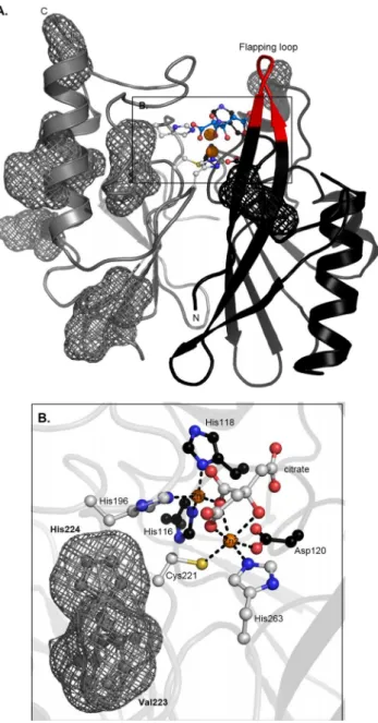 FIG. 4. Structure of VIM-4. (A) Three-dimensional structure of VIM-4 enzyme. Both Zn 2⫹ ions are represented as orange spheres, Zn 2⫹ ligands (gray or black sticks) are shown, and the locations of the VIM-4/VIM-2 mutations are shown as meshes