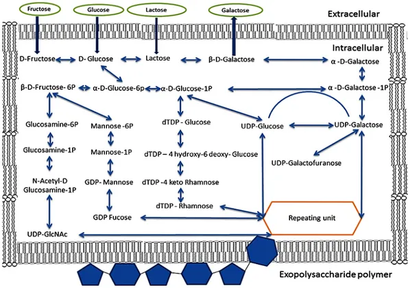 Figure 3. Diagram showing the biosynthetic pathways involved for the production of exopolysaccharides  from lactose, fructose, galactose and glucose by lactic acid bacteria