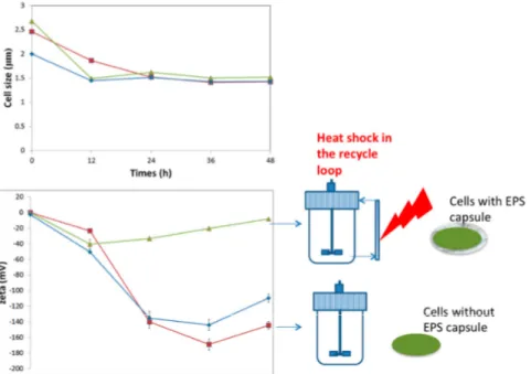 Figure 2. Effect of sub-lethal heat shock (37–42 °C when cells are crossing the recycle loop,  two-compartment reactor, see Figure 1) on cell size and zeta potential