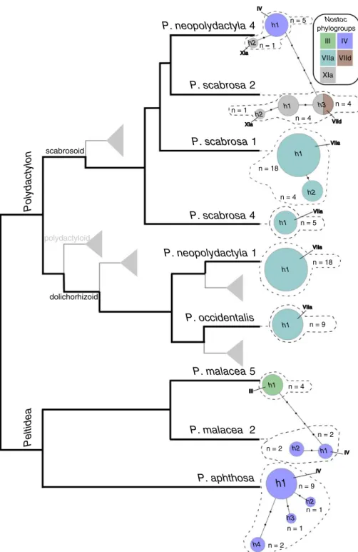 Fig. 2). Peltigera scabrosa 1 encompassed 22  sequenced specimens (Fig.  2), which split  into two haplotypes: one common haplotype  found in 18 specimens and a less common  haplotype found in four specimens