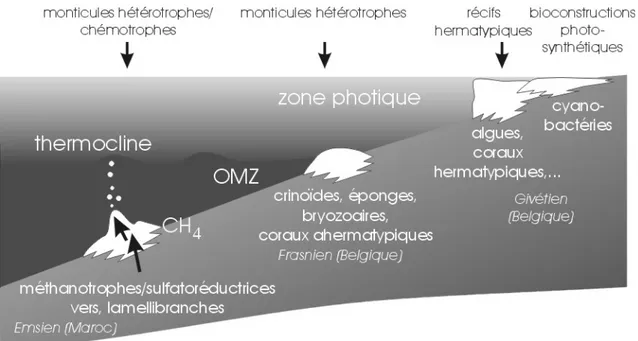 Fig. 1. Type et fonctionnement des bioconstructions en domaine océanique.