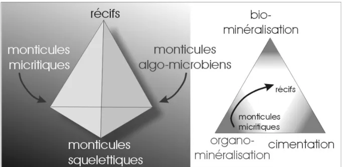 Fig. 2. Les différents types de bioconstructions et les processus de lithification.