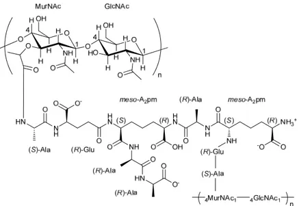 Figure 2. General structure of peptidoglycan in Gram- bacteria. 