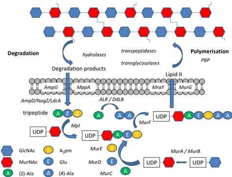 Figure 3. Metabolism of PG in  E. coli . The  de novo   biosynthesis of PG starts with the synthesis of UDP-MurNAc- UDP-MurNAc-pentapeptide  from  UDP-GlcNAc  in  the  cytoplasm  (enzymes:  MurA,  MurB,  MurC,  MurD,  MurE  and  MurF)