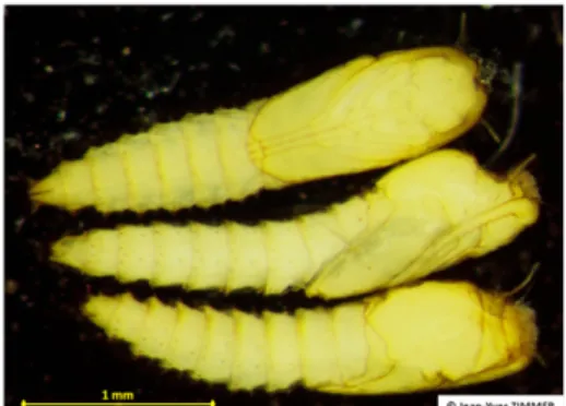 Figure  3.  Pupes  de  culicoïdes  —  Nymphs  of  Culicoides  biting midges.