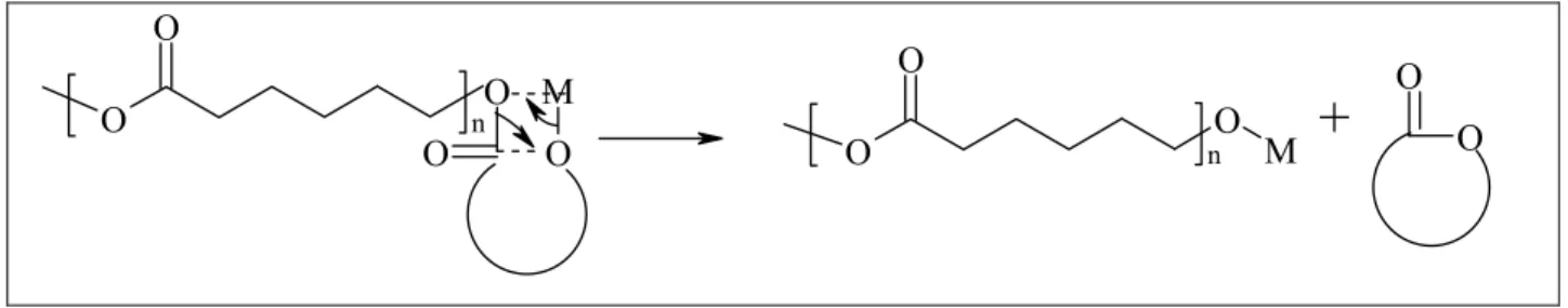 Figure 2.2 : Réaction de transestérification intramoléculaire. 