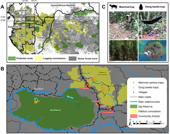 Figure 2.1: (A) Location of the study area among logging concessions and protected  areas in Central Africa