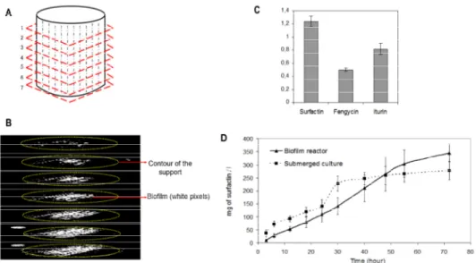 Figure 2 : A and B : Scheme and image stacking from X-ray tomography analysis of seven cross-sectional area of the  metal packing