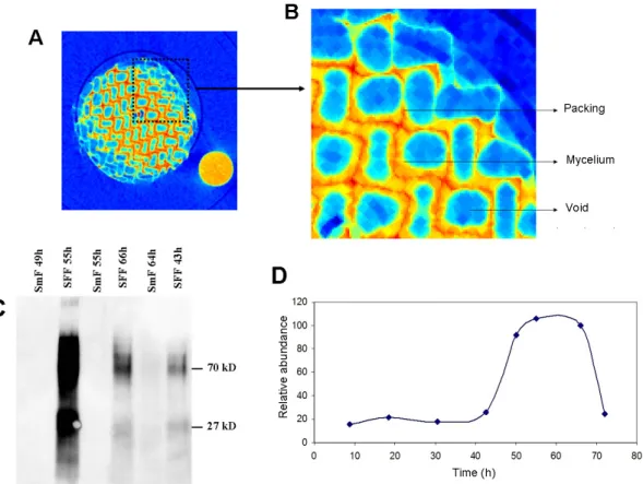 Figure 3 : A : Processed image highlighting biofilm from raw tomographic data of a cross sectional area of the metal  packing
