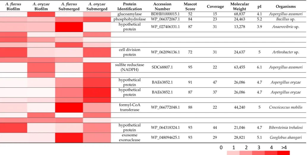 Table 1. Protein identification by LC-MS/MS from Aspergillus flavus and A. oryzae supernatants produced with two culture modes (Biofilm and Submerged).
