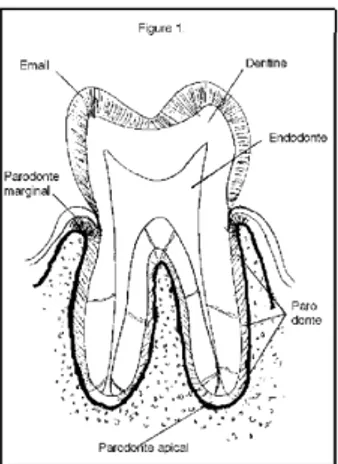 Figure 2 : Avant traitement de dentisterie conservatrice. Lésion au niveau des  racines distales, asymptomatique, non diagnostiquée
