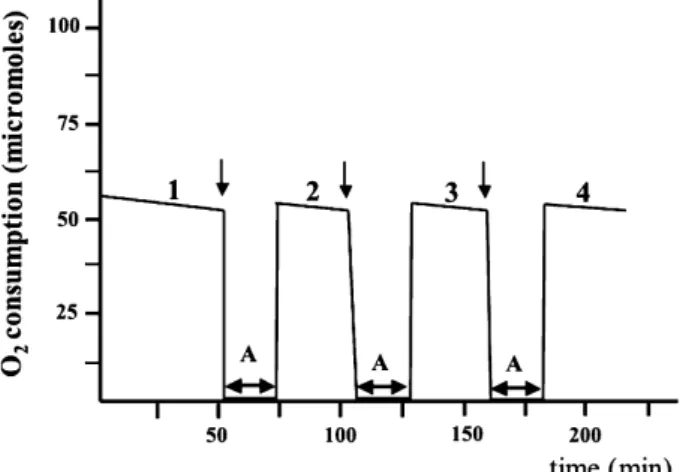 Fig. 1. Oxymetry of 10 7 synoviocytes (HIG cell line) and eﬀects of anoxia/re-oxygenation cycles