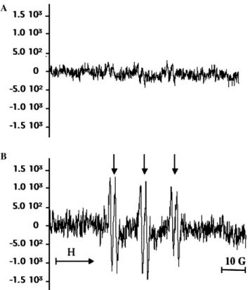 Fig. 3. EPR signal of 10 7 rabbit synoviocytes obtained at the end of three anoxia/re-oxygenation cycles