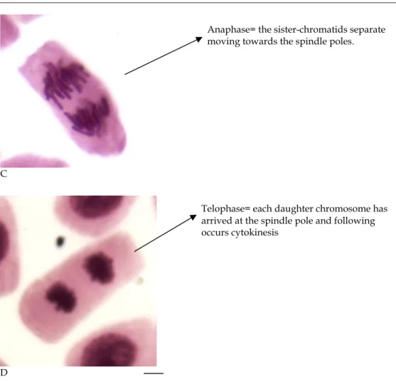 Fig. 4. Allium cepa cells in regular or normal division.  A-interphase, B- prophase, C-  metaphase, D- telophase