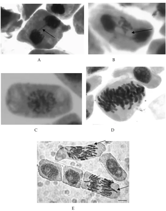 Fig. 6. Meristematic cells of Allium cepa showing the alterations due to clastogenic agents