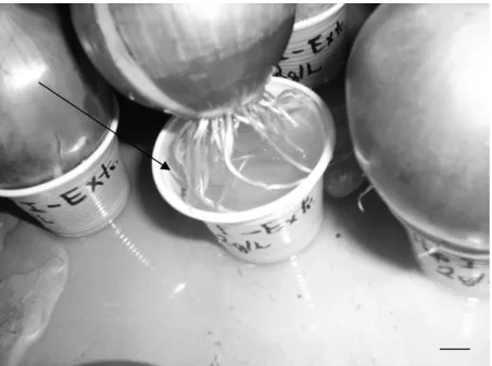 Fig. 1. Sample of an onion bulb showing the rootlets already grown.  Arrow indicates the  plastic cup, in which the bulb can be placed for testing