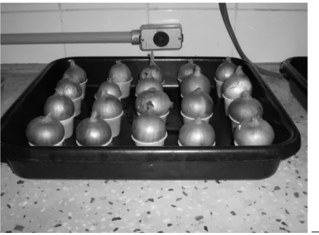 Fig. 2. Organization of the experiment with Allium cepa, containing 4 groups of 5 onion  bulbs, LABCITOGEN, UFSM, Santa Maria, RS, Brazil