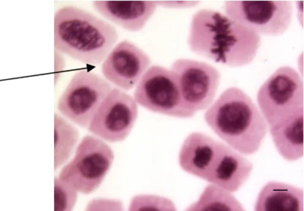 Fig. 3. Allium cepa cells obtained from 2cm-rootlets, after 24h under control in distilled water,  fixed, stained and prepared according to the routine of LABCITOGEN, UFSM, Santa Maria,  RS, Brazil