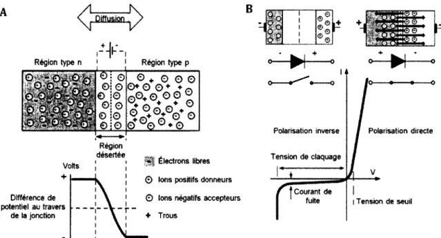 Figure 5.3 :  Principe de la jonction pn (adapté de http://electronicslovers03.blogspot.ca/)