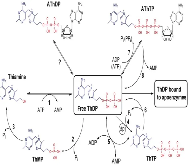 Figure 2:  Figure 2.tif 