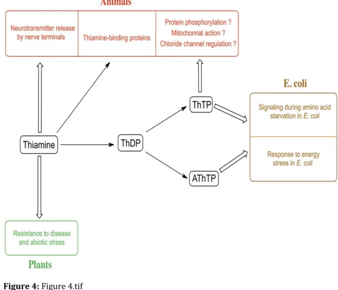 Figure 4:  Figure 4.tif 