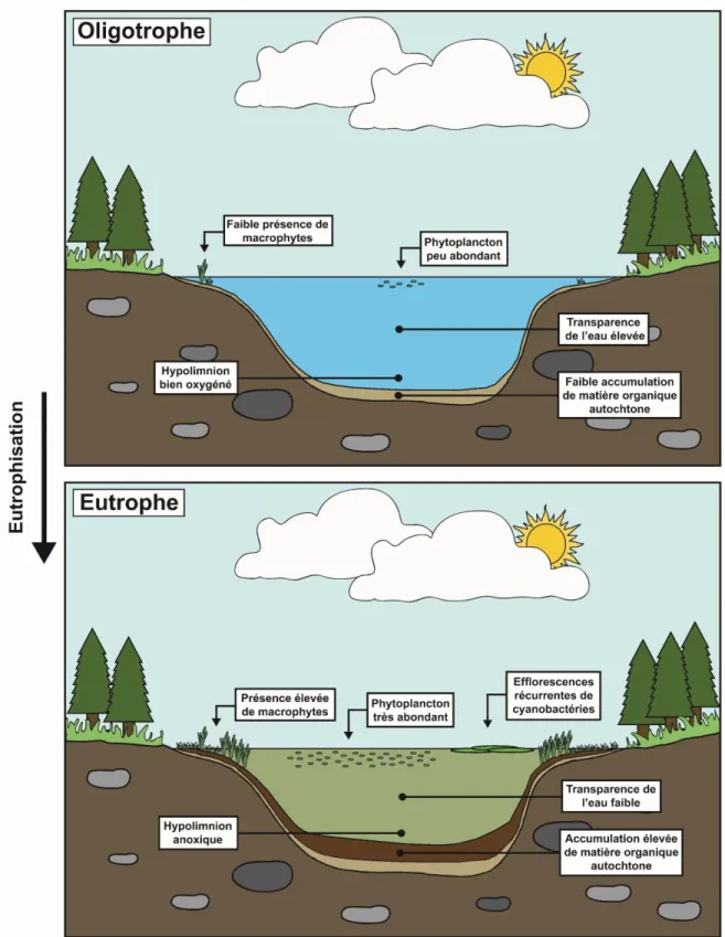 Figure  1.  Représentation  schématique  de  l’eutrophisation  et  des  caractéristiques  typiquement  associées  aux  lacs oligotrophes et eutrophes