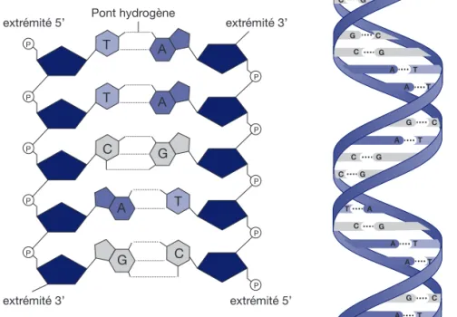Figure 1.8 Structure de l’ADN