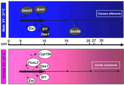 Figure  2.  Représentation  schématique  de  l’expression  des  gènes  impliqués  dans  la  cascade  de  différenciation du sexe dans les gonades au cours du développement mâle (rectangle bleu) et femelle  (rectangle rose) chez le tilapia du Nil (modifié d