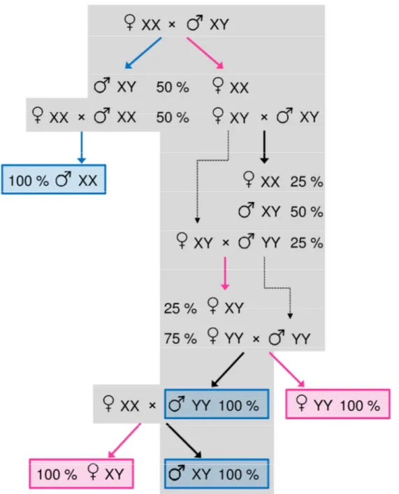 Figure  5.  Schéma  de  production  permettant  d’obtenir  des  populations  homogènes  de  toutes  les  combinaisons de phénotype et génotype sexuels chez le tilapia du Nil