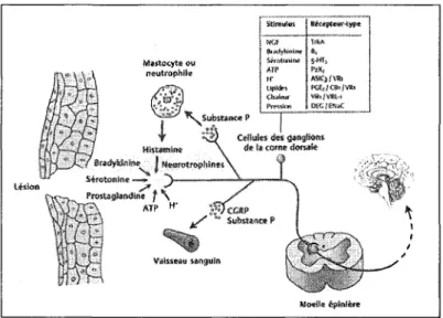 Figure 1.  Cascade d'événements suite à une lésion  tissulaire. La lésion entraîne le relâchement de  substances pro-nociceptives qui sensibilisent les  nocicepteurs; source de l'hyperalgésie primaire