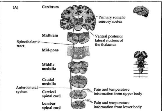 Figure 2.  Voie spinothalamique. Voie principale qui conduit au cortex  cérébral les informations périphériques relatives à la douleur et à la  température (tiré de Purves, 2004) 