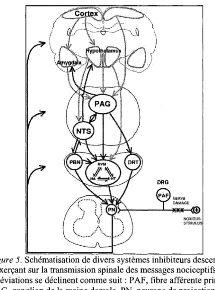 Figure 5.  Schématisation de divers systèmes inhibiteurs descendants  s'exerçant sur la transmission spinale des messages nociceptifs