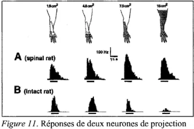 Figure 11.  Réponses de deux neurones de projection  enregistrées chez un rat « spinalisé » et chez un rat 