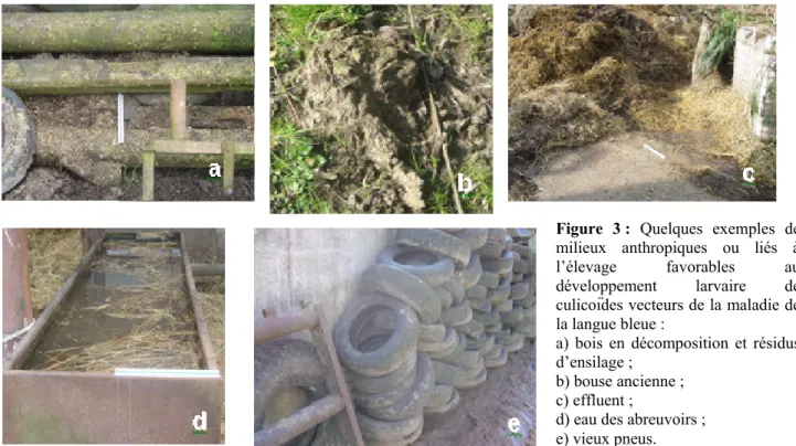 Figure 3 : Quelques exemples de  milieux anthropiques ou liés à  l’élevage favorables au  développement larvaire de  culicoïdes vecteurs de la maladie de  la langue bleue : 