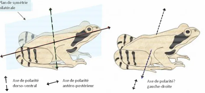 Figure 1 : Plan de symétrie et axes de polarité chez un vertébré : la grenouille