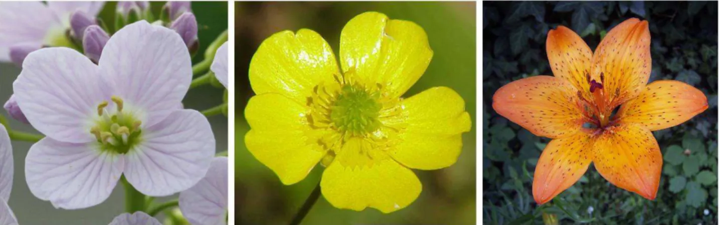 Figure 3 : fleurs à 4 (cardamine), 5 (bouton d‘or) et 6 (lis) pétales.