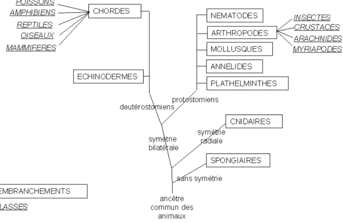 Figure 4 : Arbre phylogénétique des métazoaires.