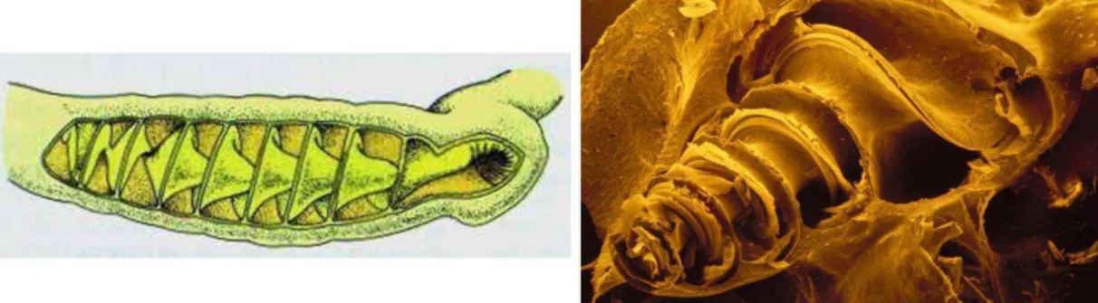 Figure 7 : Schéma de la valvule spirale de l’intestin d’un requin (à gauche) et vue générale de la cochlée  humaine observée en microscopie électronique à balayage (à droite).