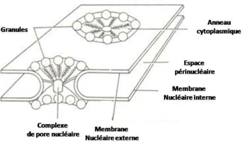 Figure 8 : Représentation de l’enveloppe nucléaire avec deux pores nucléaires.