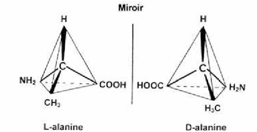 Figure 10 : les deux formes d’un acide aminé : L-alanine et D-alanine.
