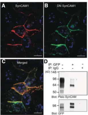 FIG. 5. DN SynCAM1 directly interacts with SynCAM1 in transfected 293T cells. A and B, A single confocal section of 293T cells transfected with expression plasmids encoding WT SynCAM1 (A, red) and DN SynCAM1 (B, green) shows that both proteins are localize