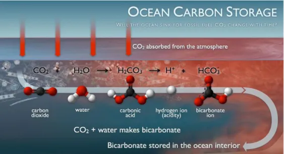 Figure  2.5  Réactions  chimiques  de  la  séquestration  du  carbone  dans  l’océan  (Center  for  Environmental Visualization, 2014)