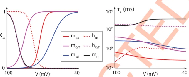 Fig 6. Steady-state channel gating curves (left) and time-constant curves (right) for the different ion channels present in the model neuron