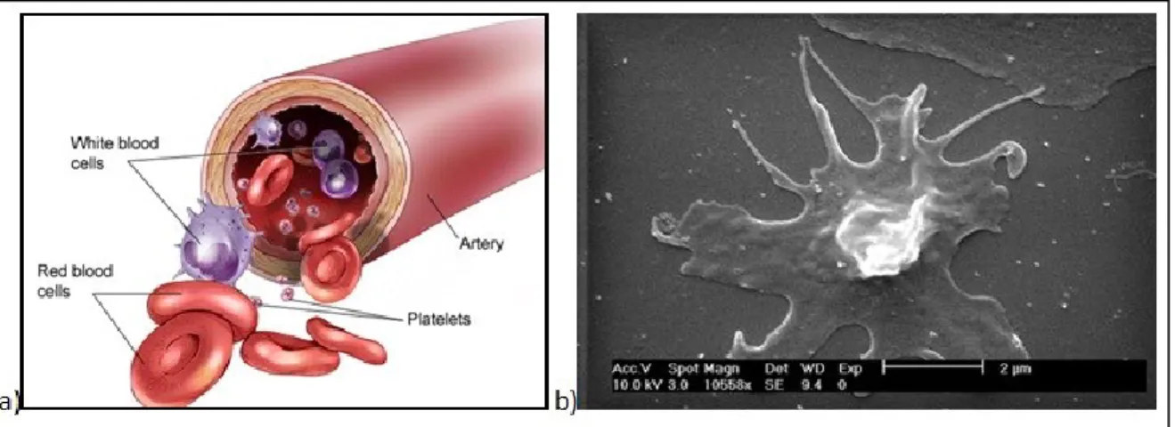 Figure 2-17 : a) Schéma des trois grands types de cellules sanguines humaines [©2004 American Society of  Clinical Oncology] b) Photo en microscopie d’une plaquette sanguine [©Inserm] 