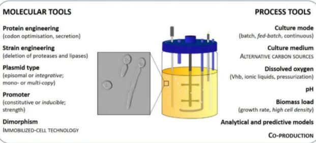 Figure 1. Molecular and process tools available for bioprocess optimization, as developed in the text below