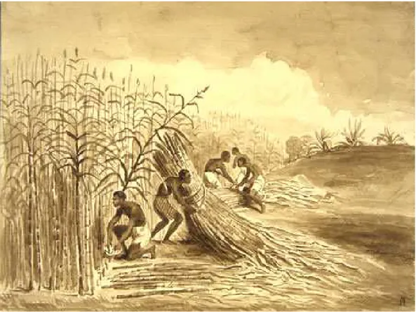 Figure 3 – Scène de cueillette de la canne à sucre 