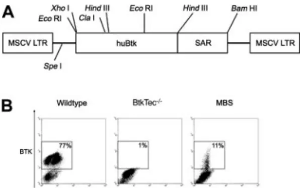 Figure 1. Transduction of 5FU-treated BM with the MBS vector. (A) Structure of the MSCV-huBtk-SAR (MBS) retroviral vector