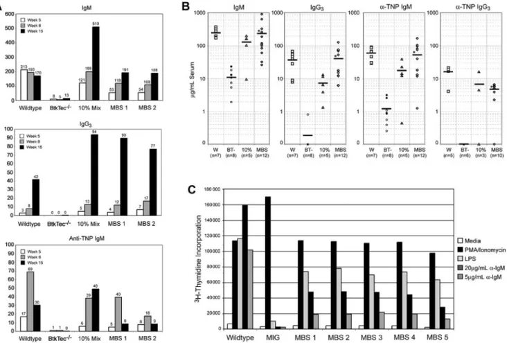 Figure 5. Rescue of serum Ig levels, TI-II responses, and BCR-dependent proliferative responses in MBS-treated BtkTec ⴚ/ⴚ mice