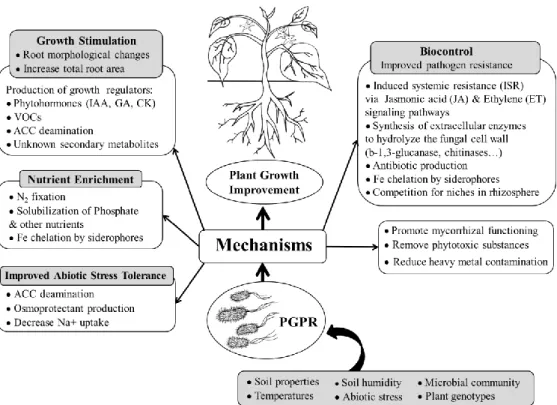 Figure 2. The mechanisms of PGPR used for plant growth stimulation and biological control  improvement  [based on the studies of Vacheron et al