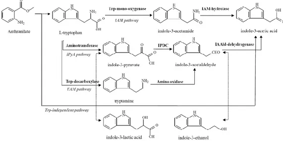 Figure 3: Overview of rhizobacteral indole-3-acetic acid (IAA) biosynthetic pathways in  Azospirillum